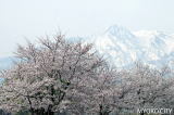 はね馬と桜