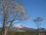 コブシと妙高山