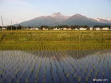 田植えの頃