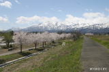 春の妙高連山2
