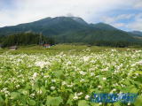 そばの花と妙高山