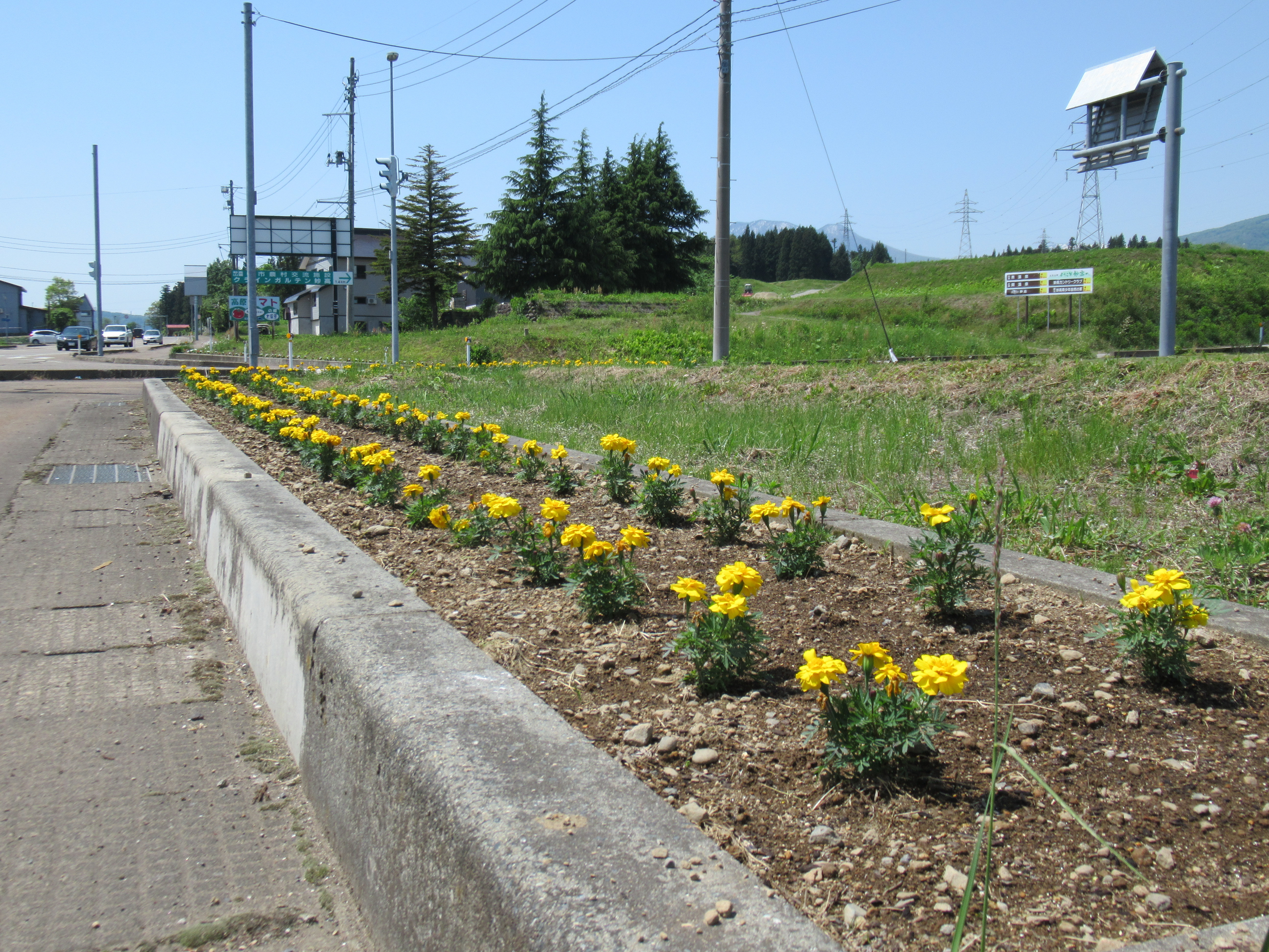 坂口新田区会の花壇