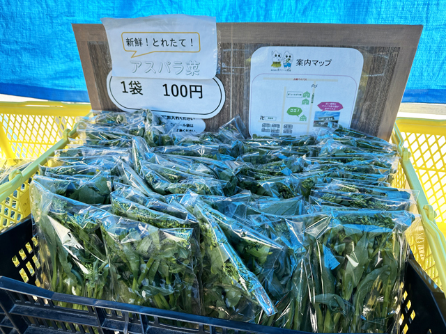 出荷するアスパラ菜