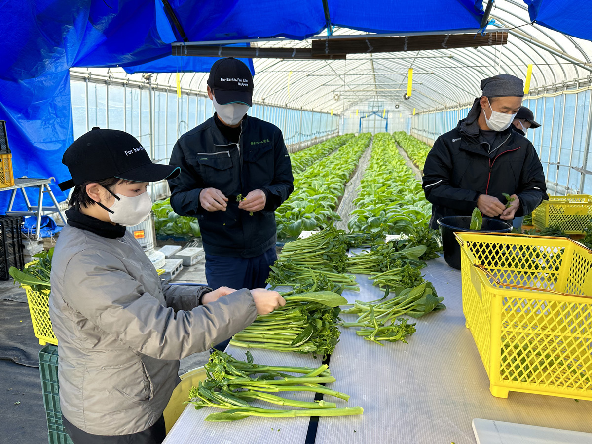 アスパラ菜の収穫