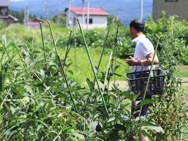 自宅裏の家庭菜園で野菜を収穫