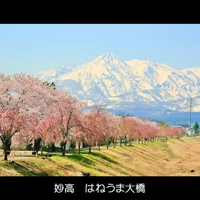 yyys15妙高山・矢代川・桜..jpg