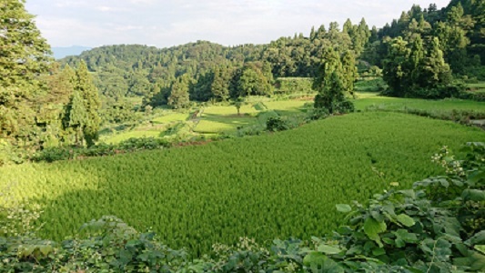 新井地域（南部）の棚田（夏）