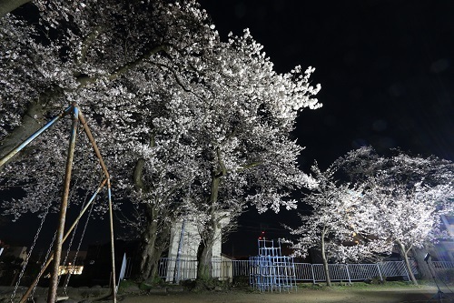 市神社の桜