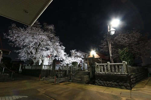 市神社の桜