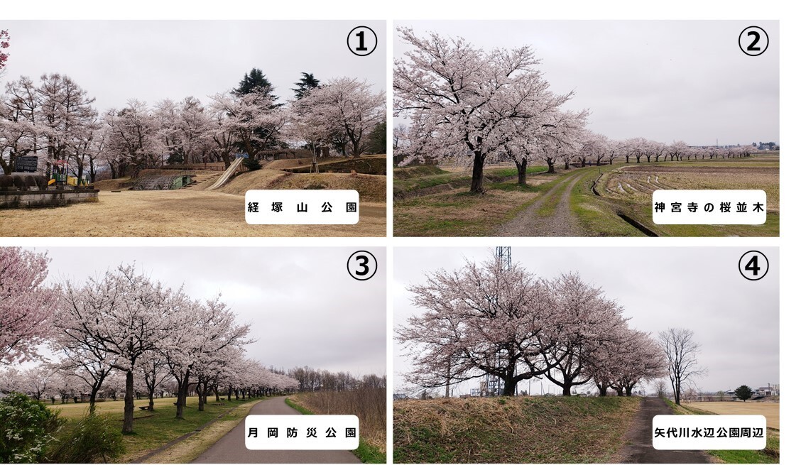 4月桜.jpg