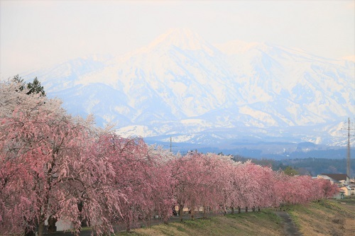 はねうま大橋から撮影した妙高山と桜