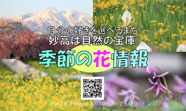 妙高はな情報