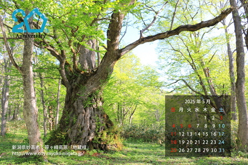 笹ヶ峰高原の巨木「地蔵桂」