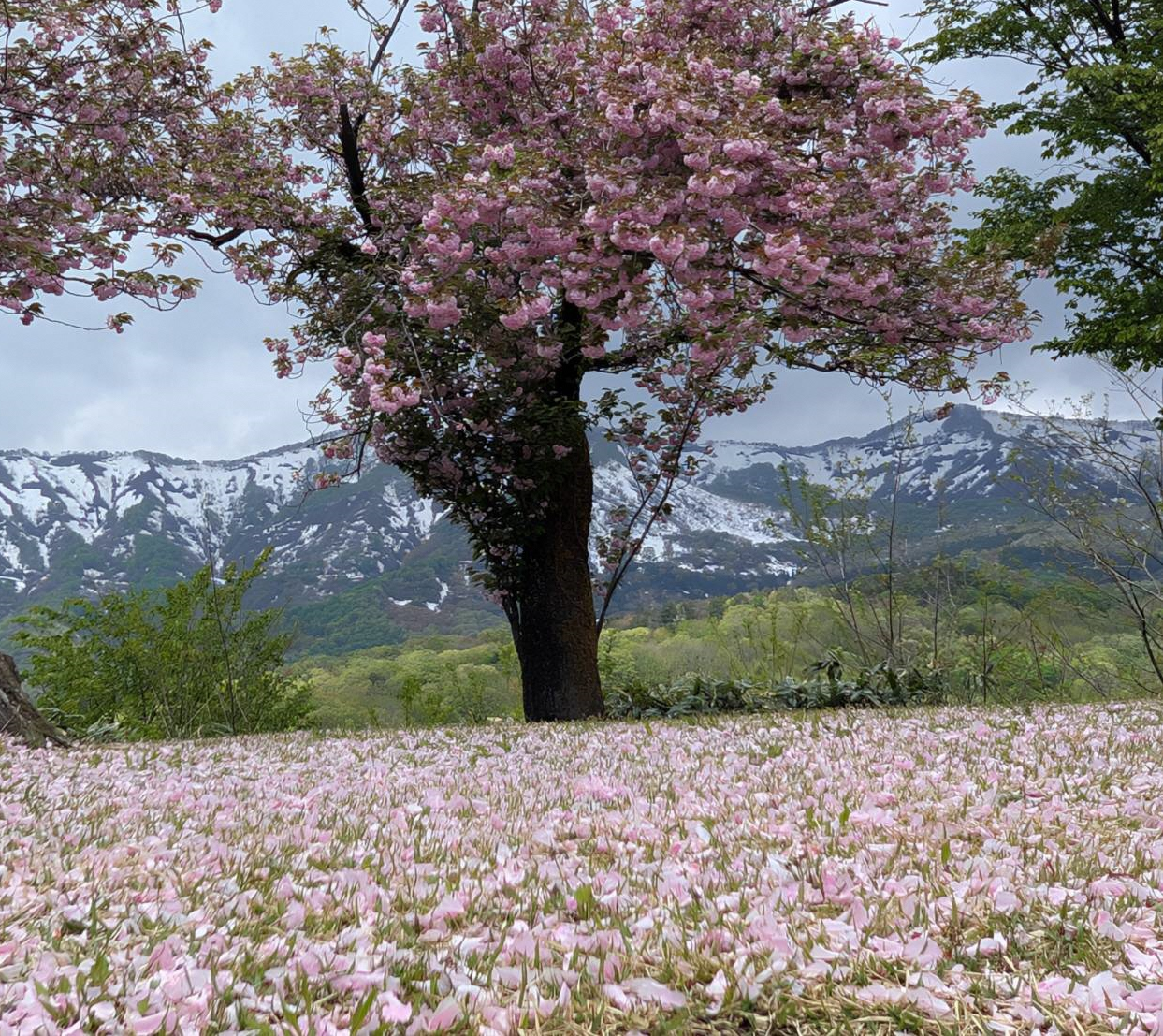 鮫ヶ尾城の八重桜.png
