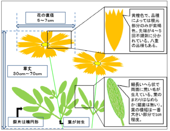 オオキンケイギク.png