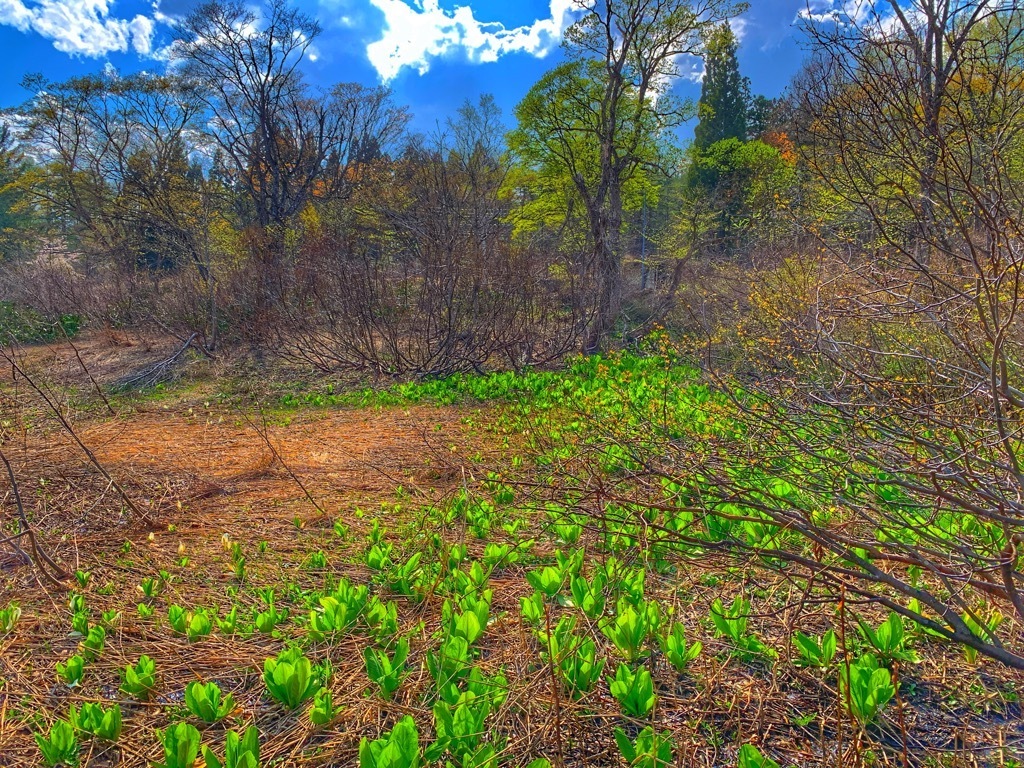 04_ミズバショウと土地.jpg