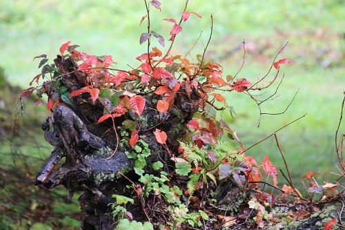 笹ヶ峰高原の紅葉2