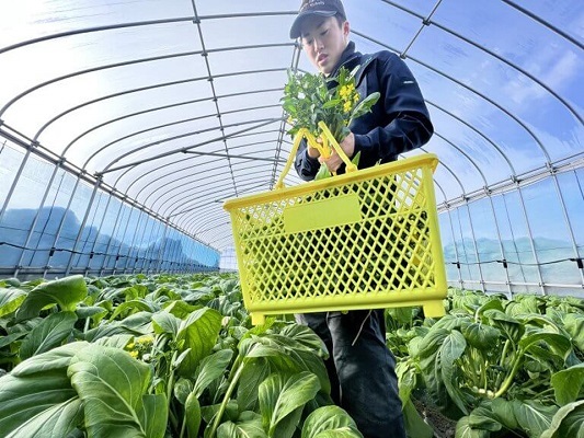 アスパラ菜の収穫