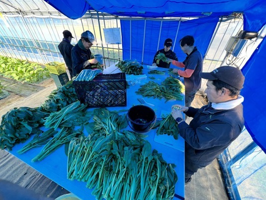 アスパラ菜の出荷作業