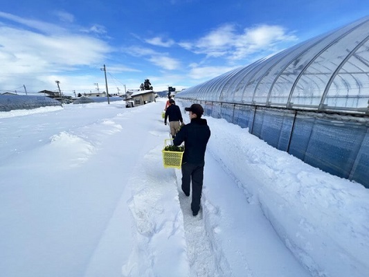 雪とビニールハウス