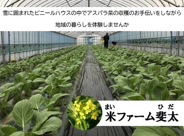 ふるさとワーキングホリデー募集(米ファーム斐太)