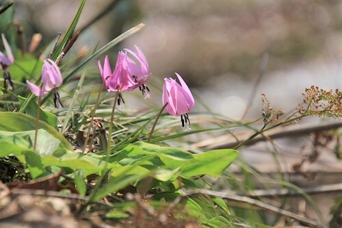 斐太歴史の里のカタクリ
