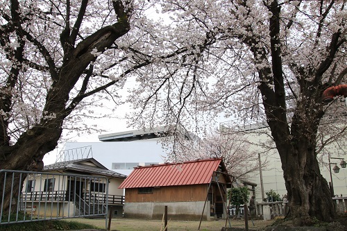 市神社の桜