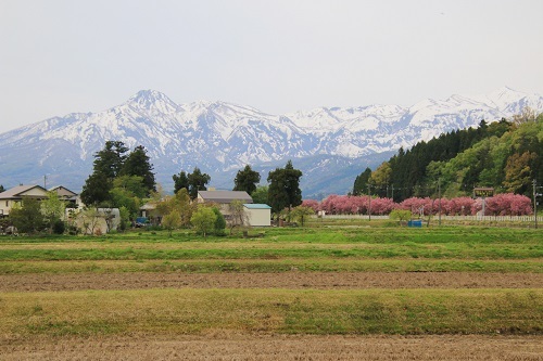 妙高山と梨木
