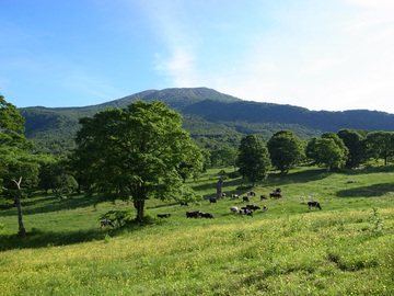 笹ヶ峰牧場春.jpg