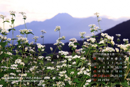 ソバの花と妙高山