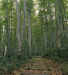 平丸ふれあいの森(高原のブナ林