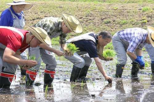 新之助の田植え