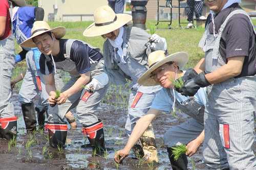 新之助田植え