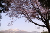妙高の桜スポット