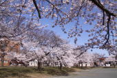 2011満開の桜1