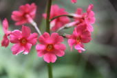 花の季節を迎えた笹ヶ峰