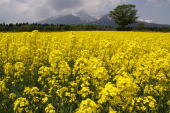 大洞原・菜の花畑