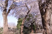 満開の桜2012(前編)