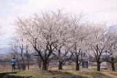 妙高の桜2013-1