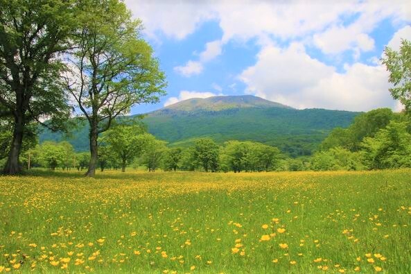 6月の笹ヶ峰牧場。奥に見えるのは三田原山